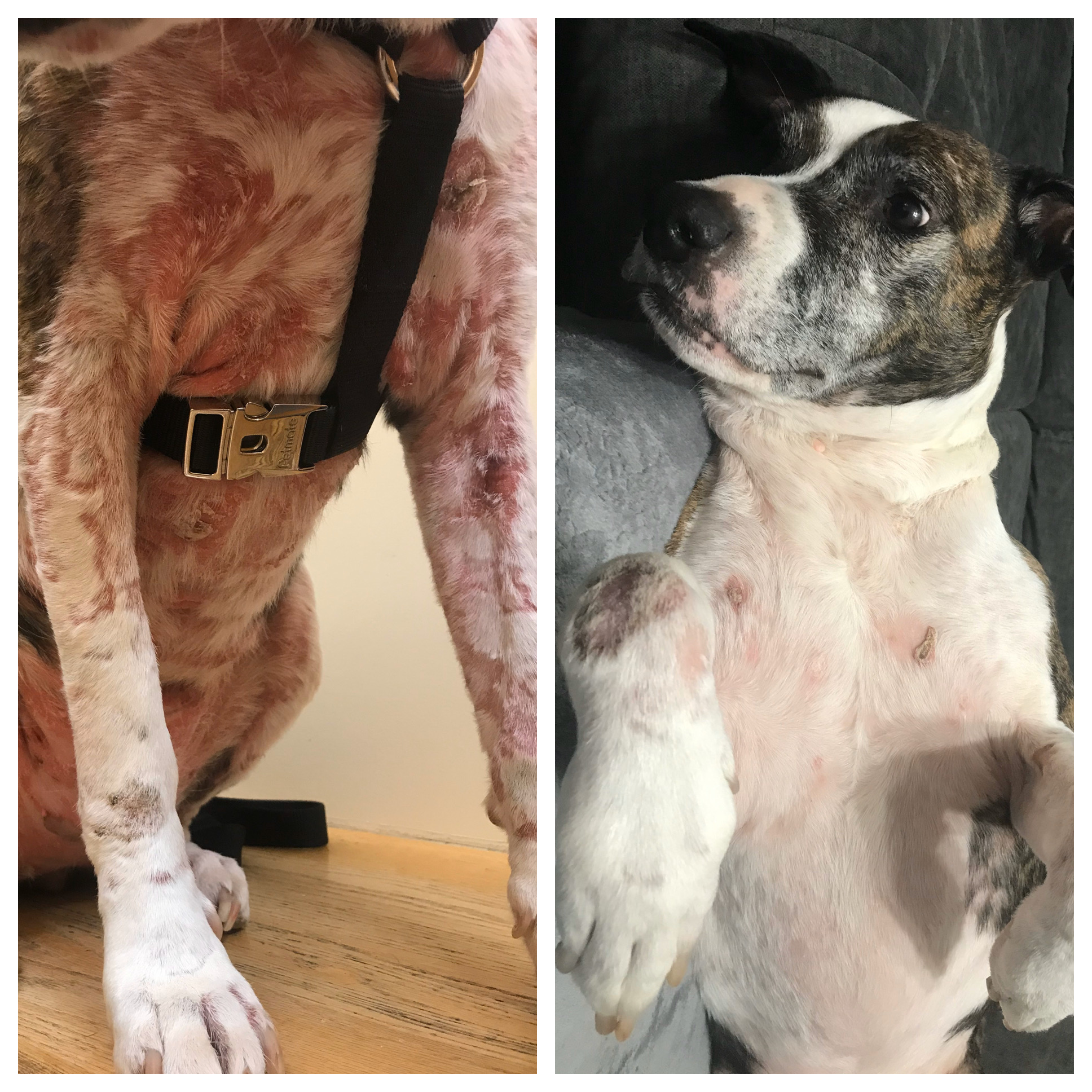 Cutaneous lymphoma outlet dog treatment